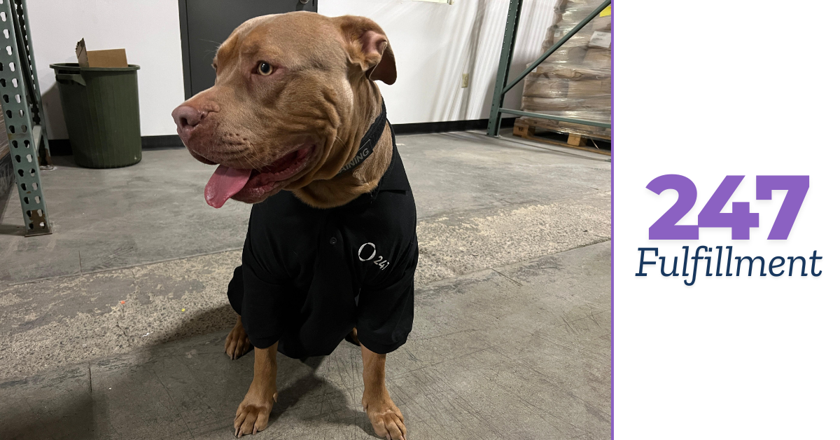 Ace, a proud American Bully, wearing a black 247 Fulfillment uniform, representing the best 3PL fulfillment center in Toronto for dog toy brands.