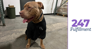 Ace, a proud American Bully, wearing a black 247 Fulfillment uniform, representing the best 3PL fulfillment center in Toronto for dog toy brands.